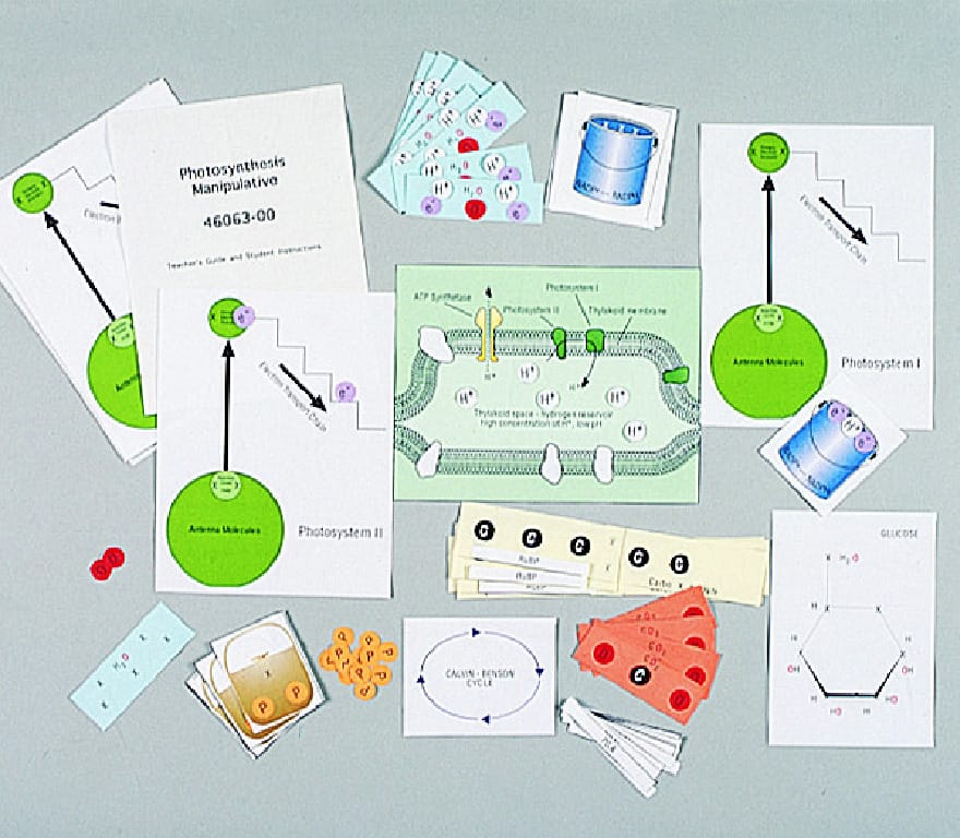 Ward's® Cellular Respiration Manipulative