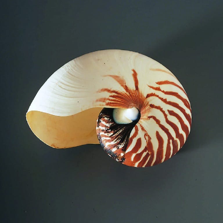 Nautilus Pompilius Shell
