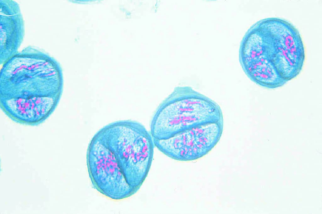Lily Meiosis, Second Meiotic Division Slide
