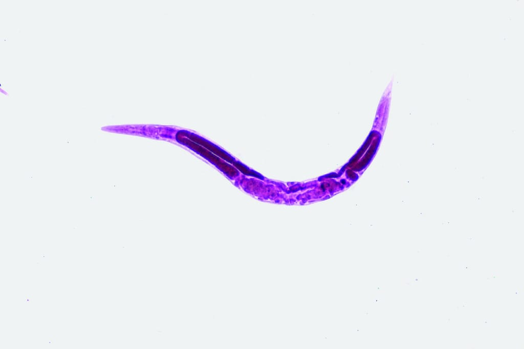 Ward's® Live Caenorhabditis elegans. culture