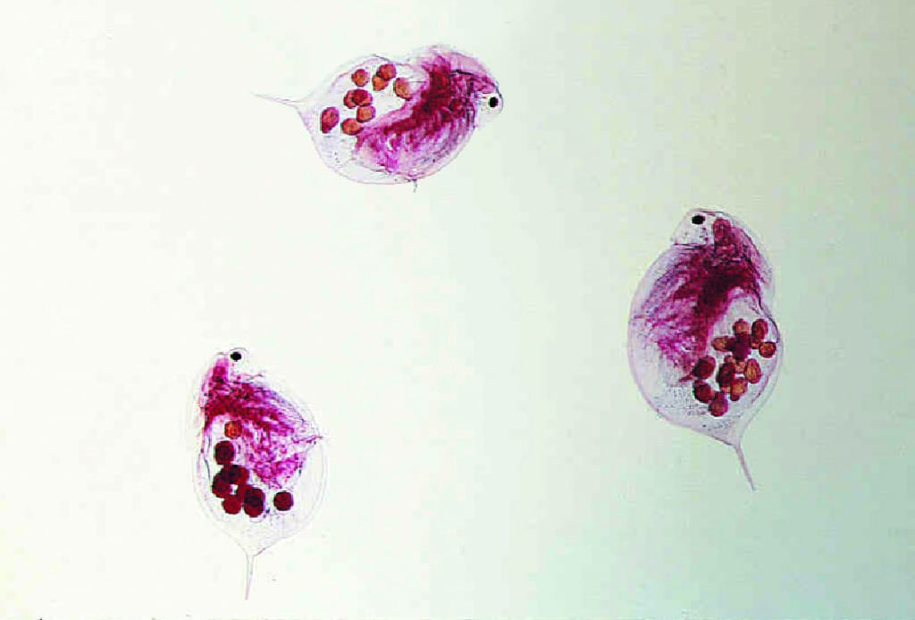 <i>Daphnia</i>, Brood Pouch Slide