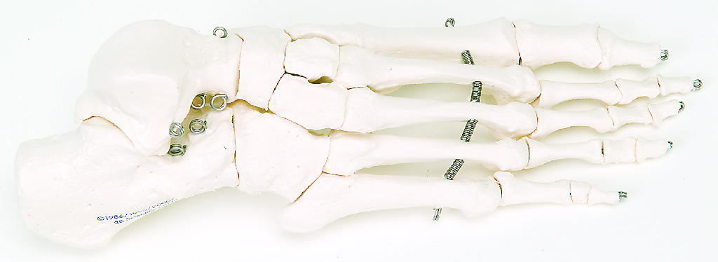 3B Scientific® Individual Bones