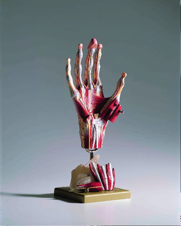 Somso® Comprehensive Hand Model