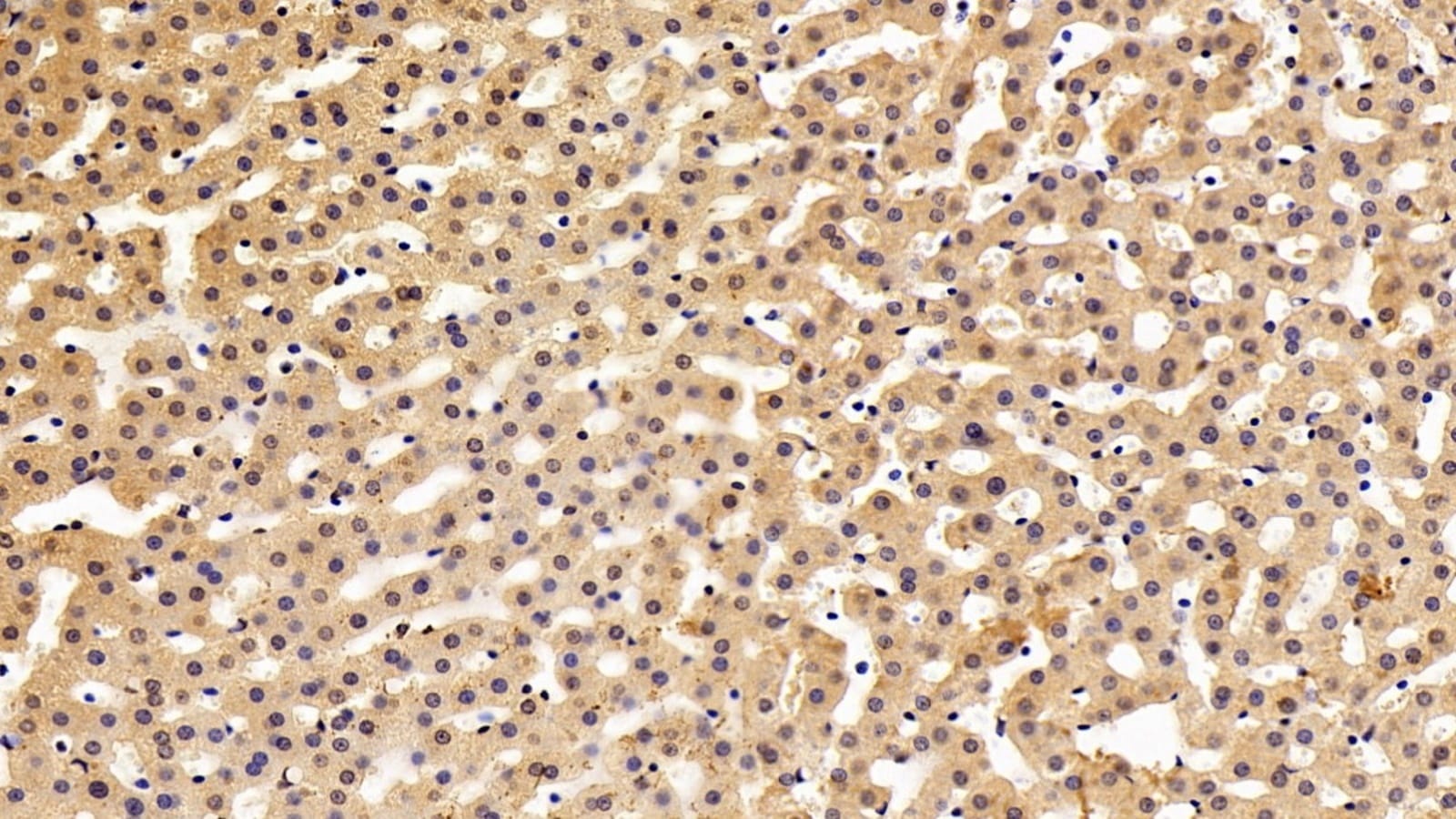 Anti-MX1 Mouse Monoclonal Antibody [clone: C4] | VWR, part of Avantor