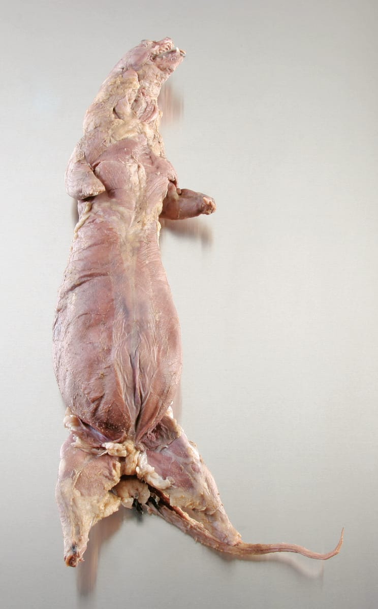 Ward's® Pure Preserved™ Mink