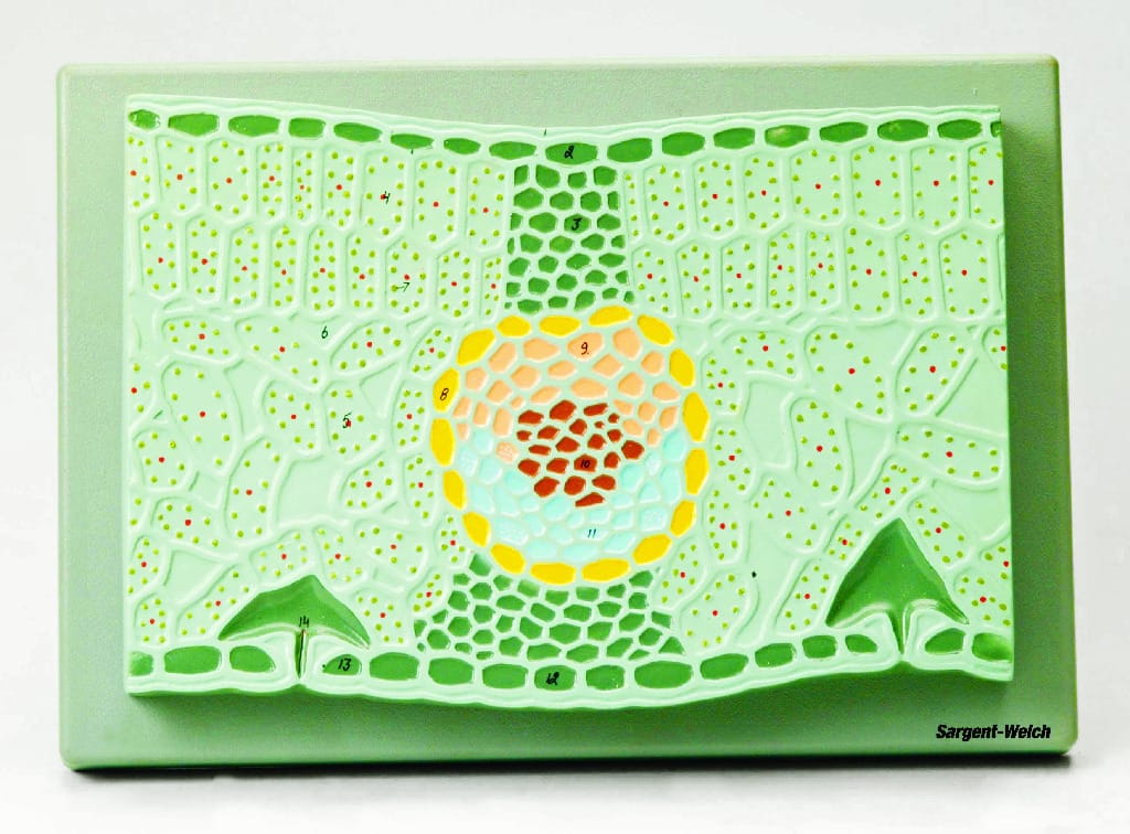 Eisco® Leaf Structure Models