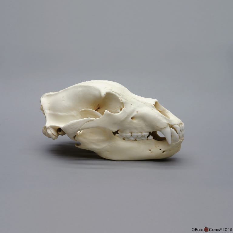 BoneClones® Animal Skulls, Mammals