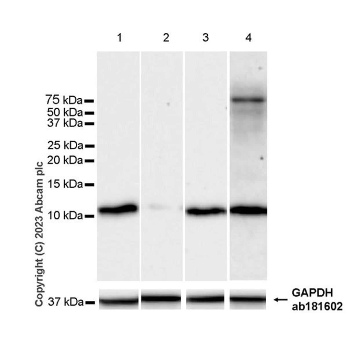 Anti-Dynein Rabbit Monoclonal Antibody [clone: EPR28484-147] | VWR ...