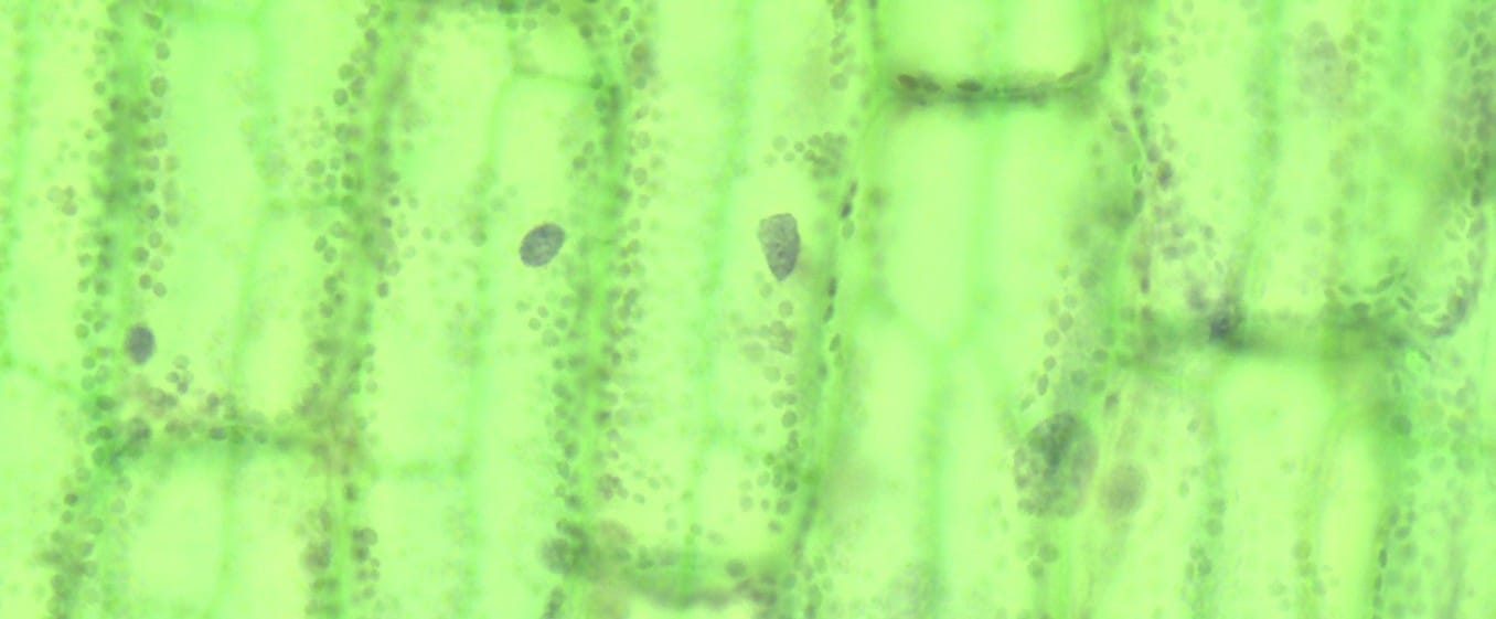 Elodea, Submerged Leaf Slide