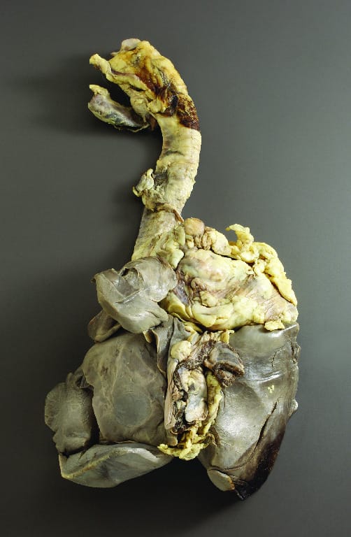 Partial Sheep Pluck