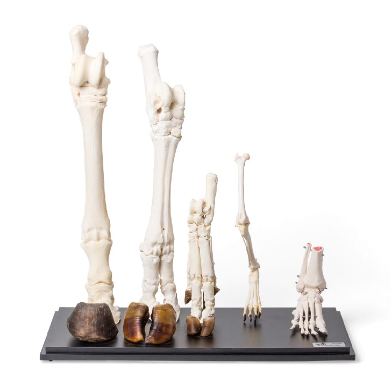 Mammal Bone Comparisons