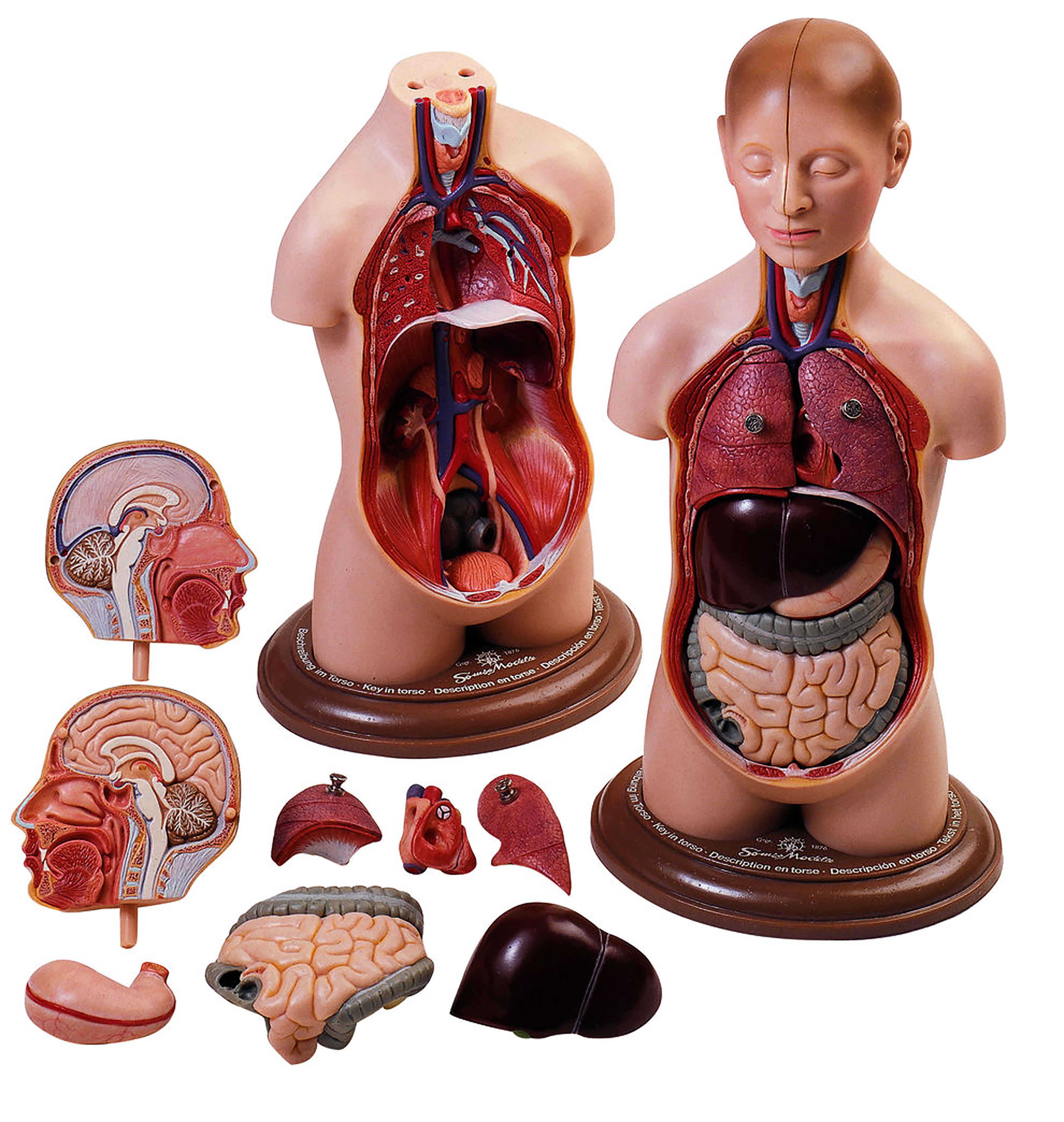 Somso® Small Torso of Young Man with Head