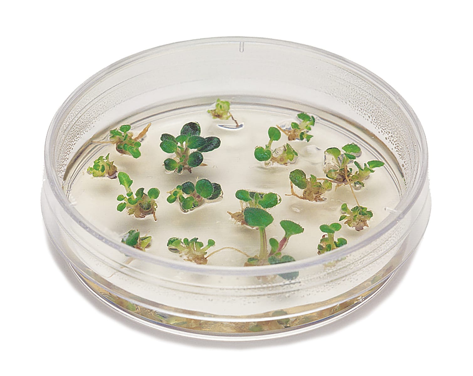 Edvotek® Introduction to Plant Cell Culture