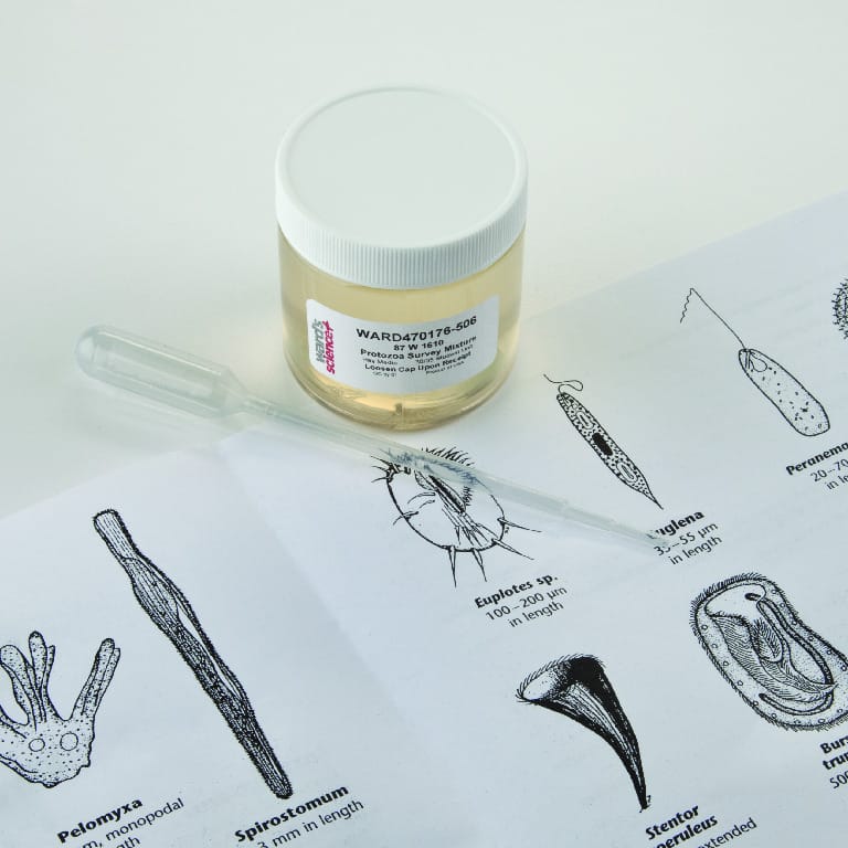 Ward's® Live Mixed Protist Culture