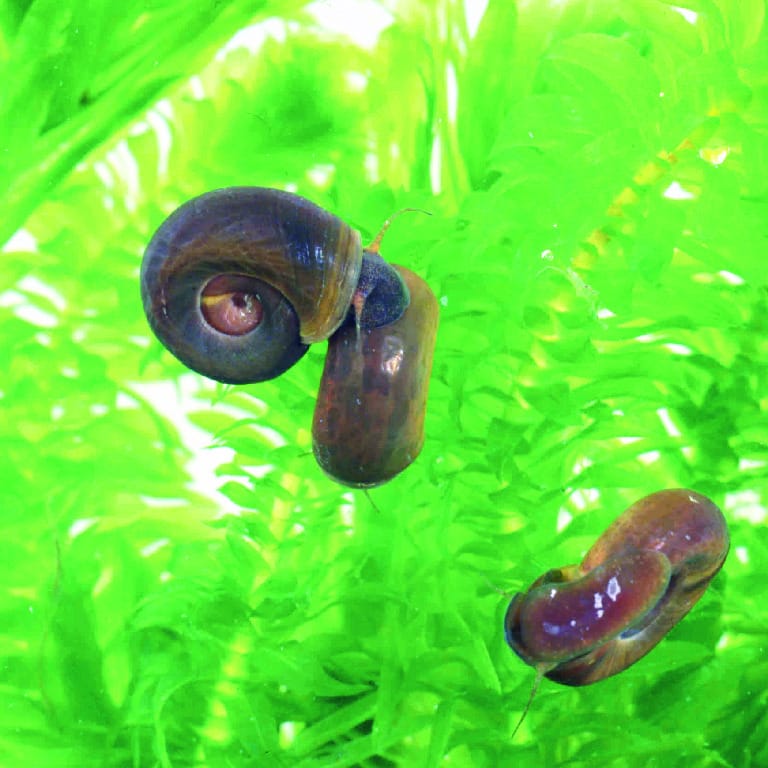 Ward's® Live Pond Snails