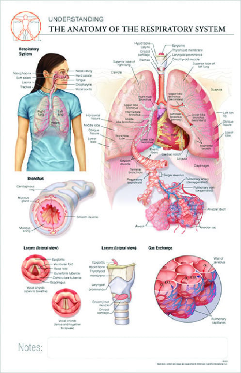 Post-It® Anatomical Charts