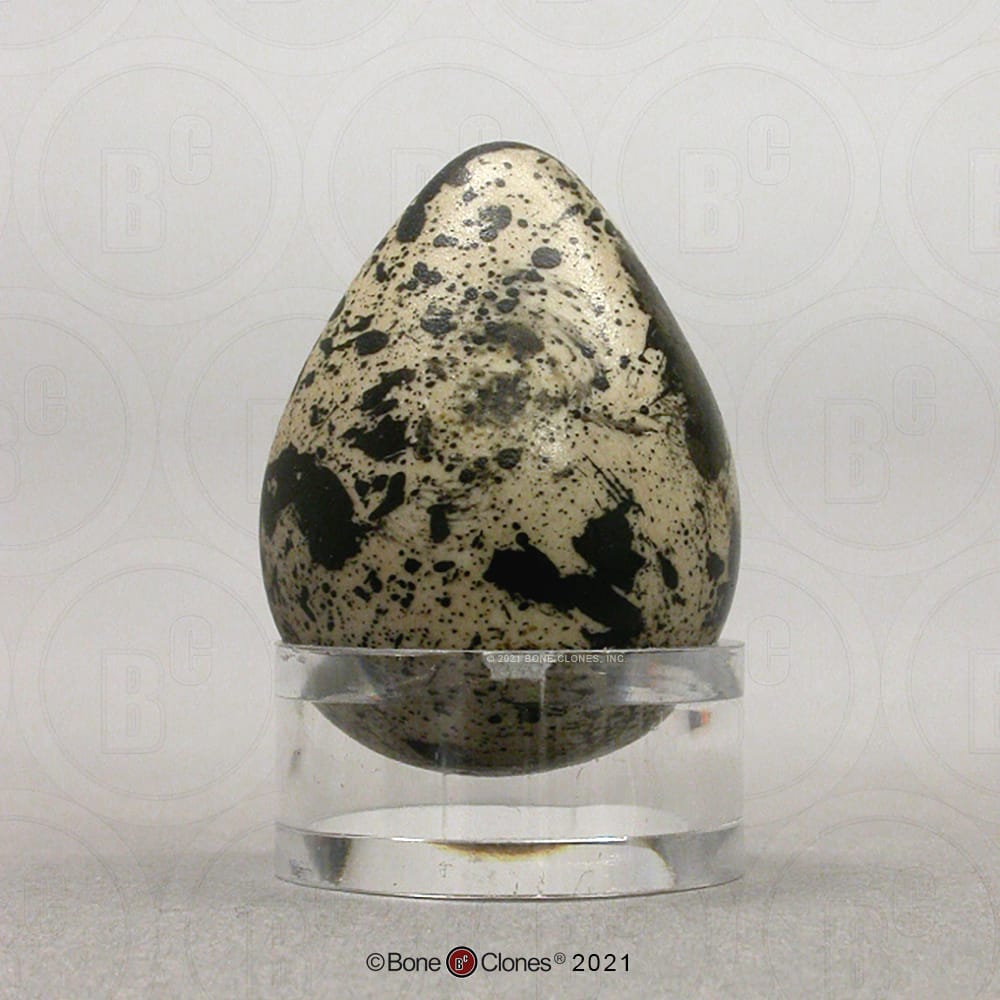 Bone Clones® North American Bird Eggs