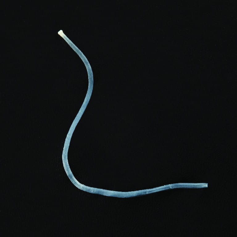Preserved Taenia sp.