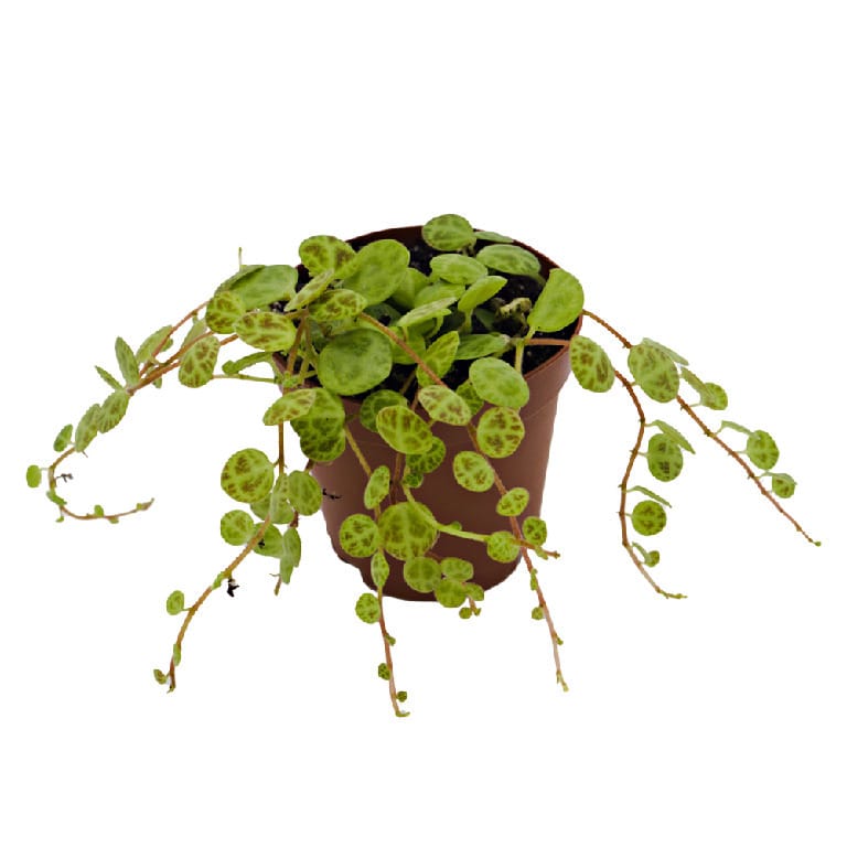 ReptiFauna Peperomia Plants