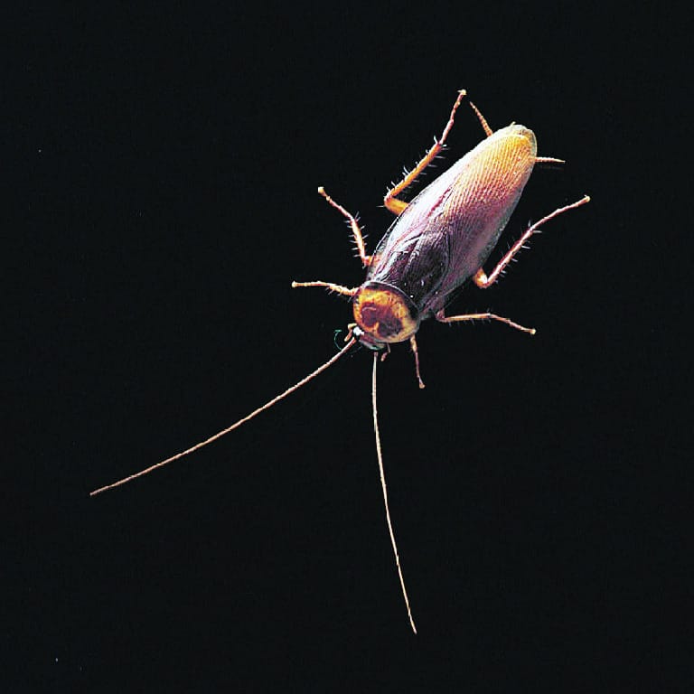 Ward's® Live American Cockroaches (Periplaneta americana)