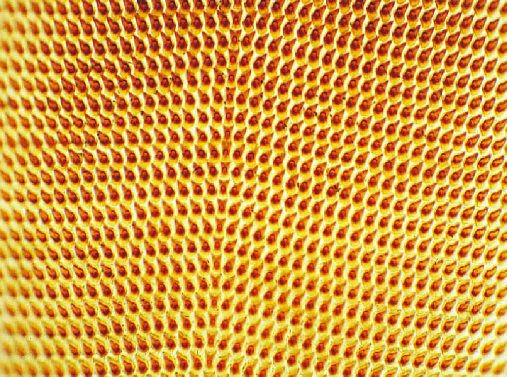 Snail, Radula Slide