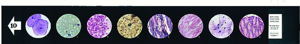 Cells of Your Body Microslides