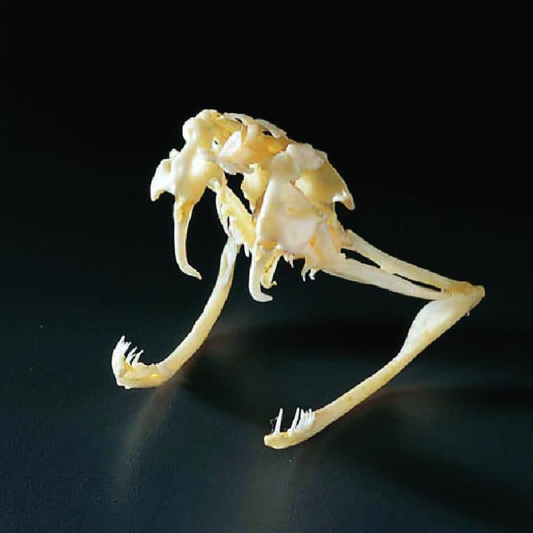 Rattlesnake Skull