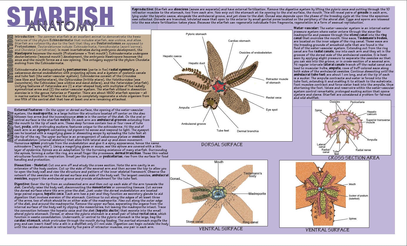 Placemat Dissection Guides