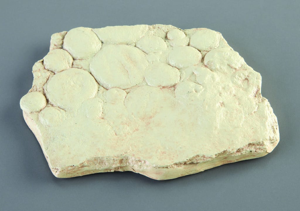 Nemiana simplex (Precambrian)