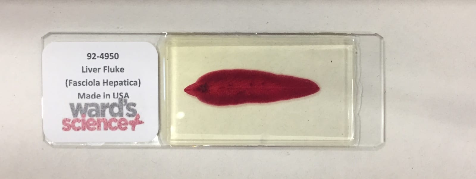 Fasciola sp. Slide
