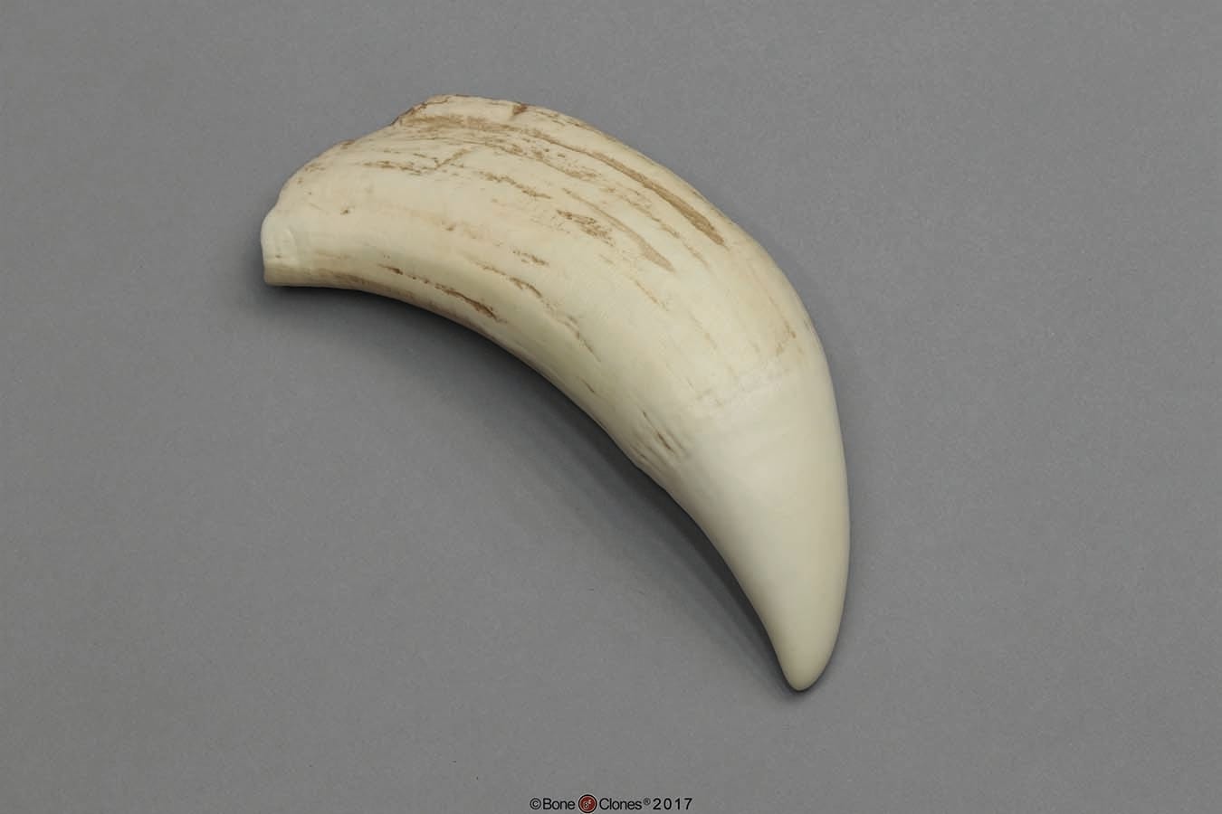 BoneClones® Replica Teeth