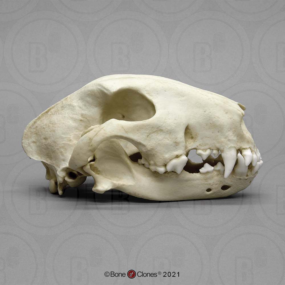 Bone Clones® White Bull Terrier Skull