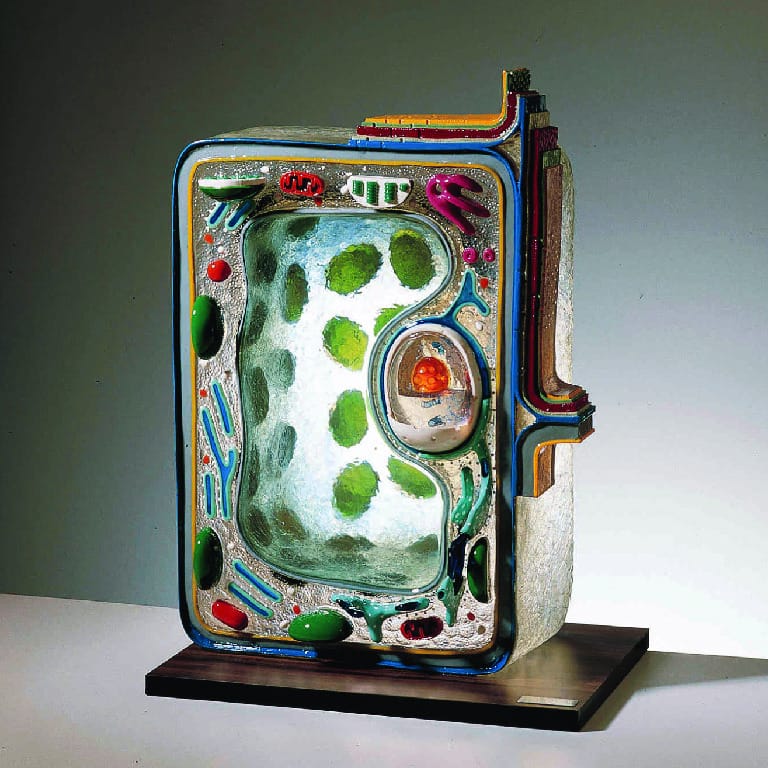 Comprehensive Plant Cell Model