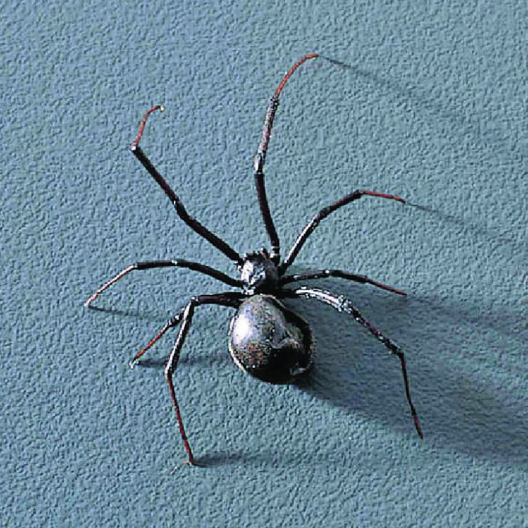 Preserved Black Widow Spider