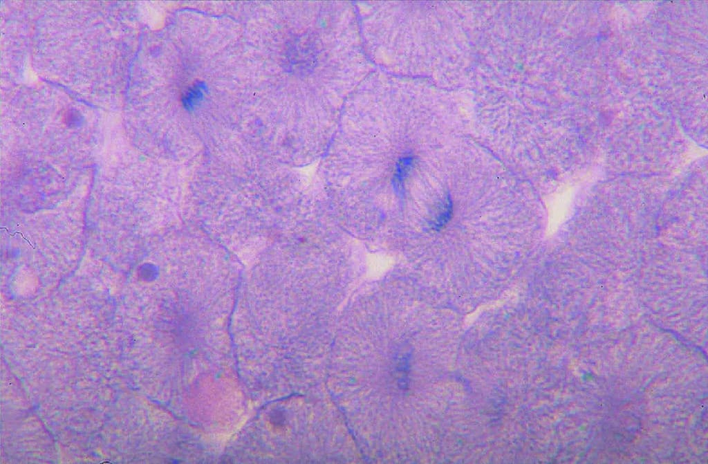 Fish Mitosis Slide