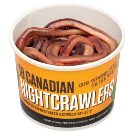 Ward's® Live Earthworms (Lumbriculus terrestris)
