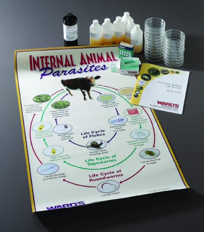 Ward's® Fecal Slide Analysis Lab Activity