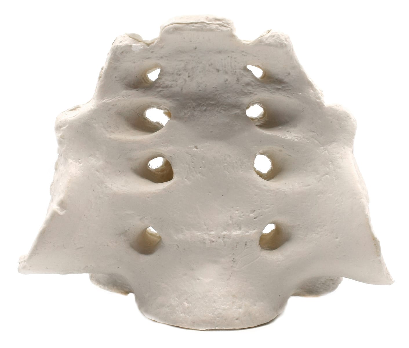 Eisco® Individual Bones