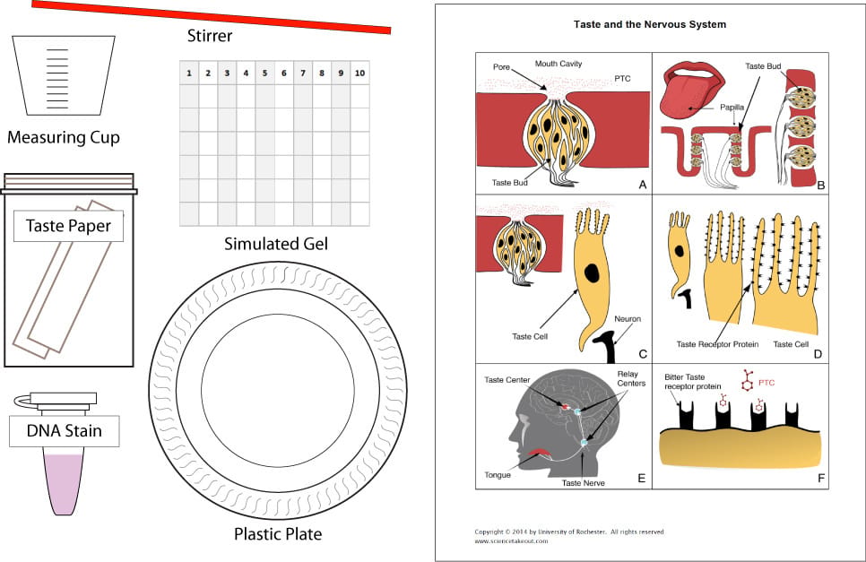 Science Take-Out® Taste Blind