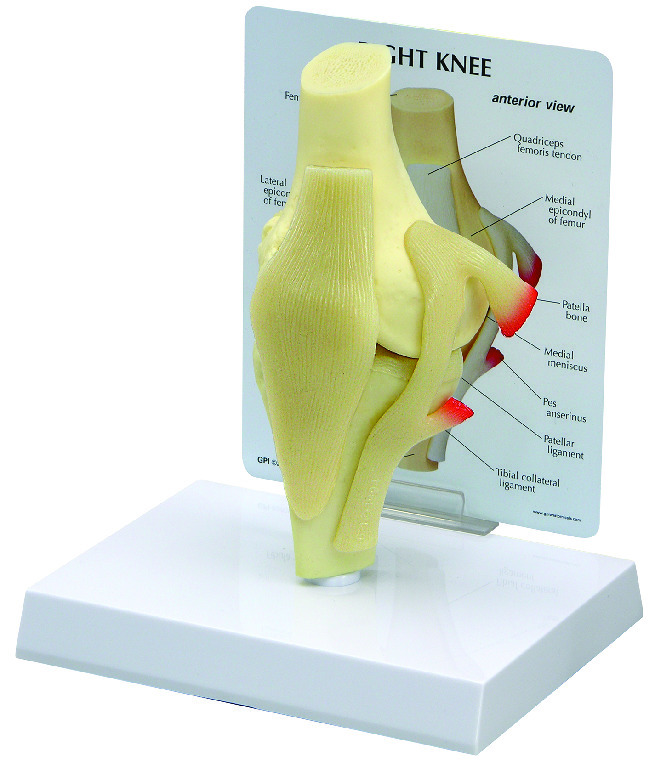 GPI Anatomicals® Basic Knee Model