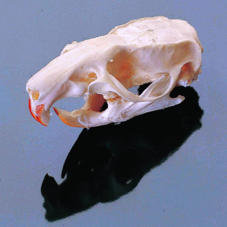 Rat Skull