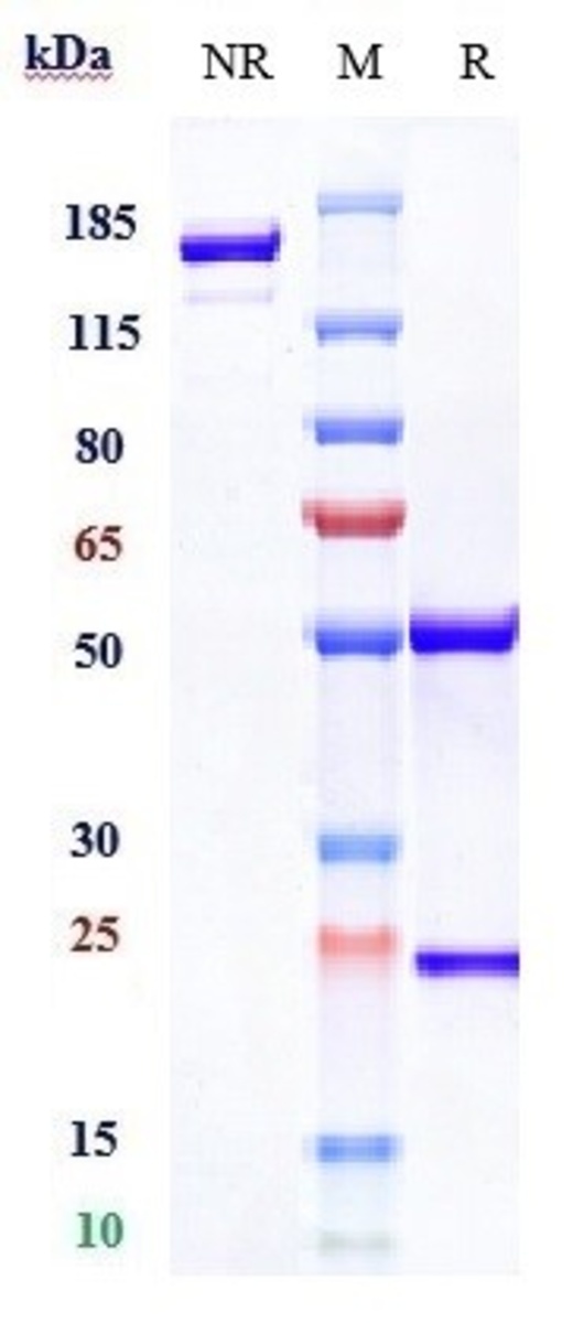 Anti-PSMA Human Recombinant Monoclonal Antibody | VWR, part of Avantor