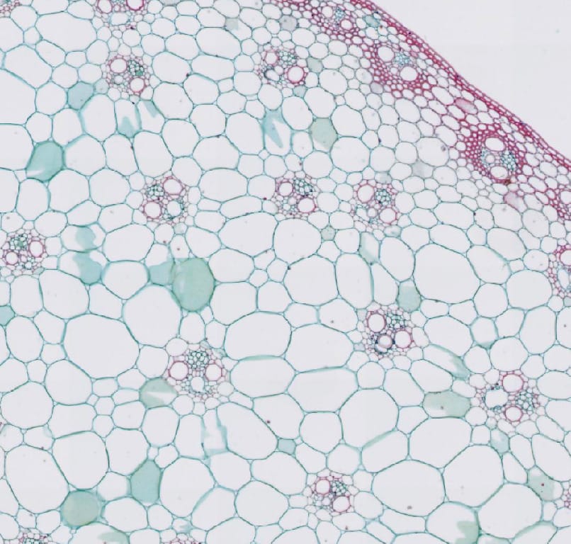 Botany Prepared Microscope Slides