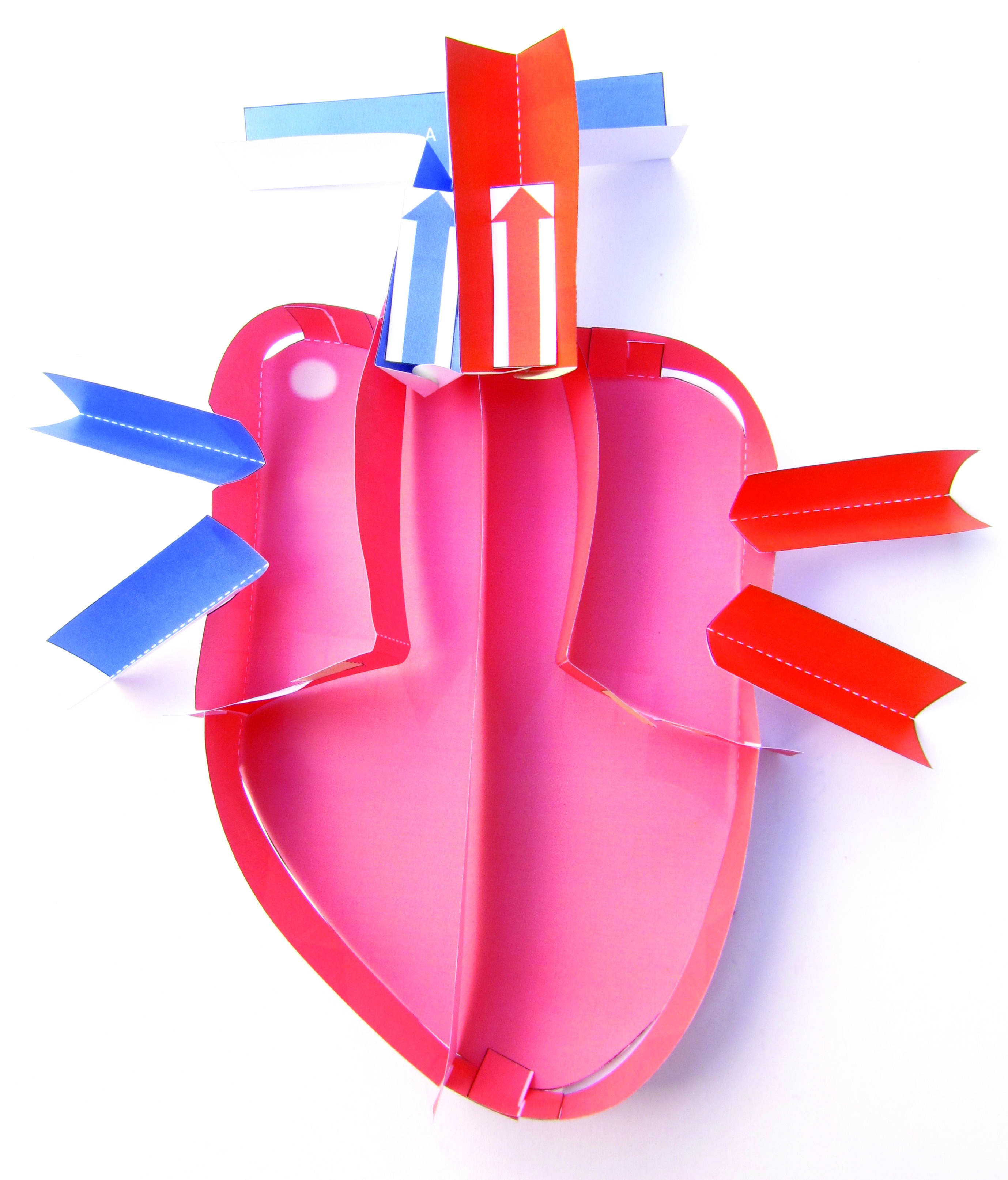 Human Anatomy 3D Models