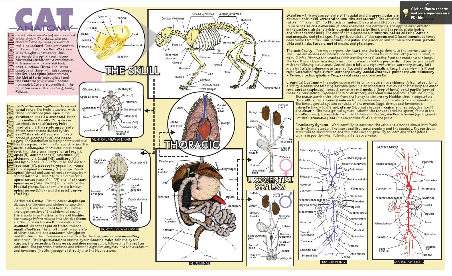 Placemat Dissection Guides
