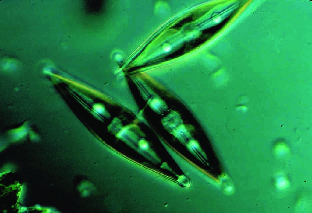 Ward's® Live Diatom cultures