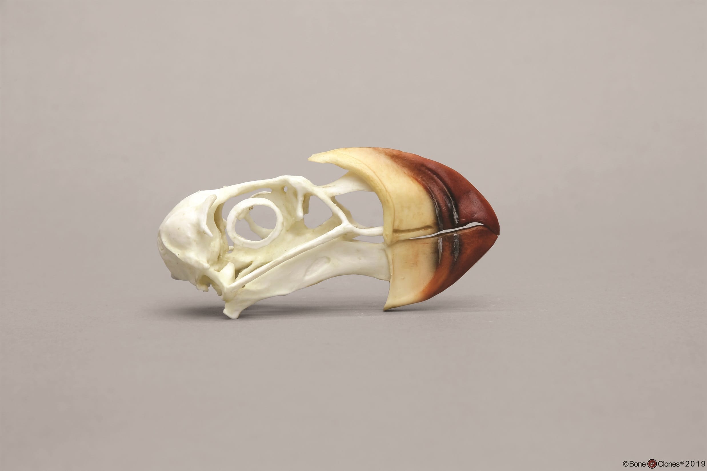 BoneClones® Animal Skulls, Avian