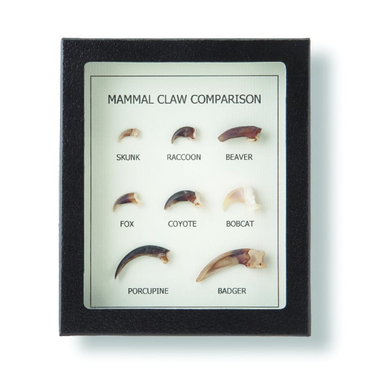 Ward's® Mammal Claw Comparison Riker Mount