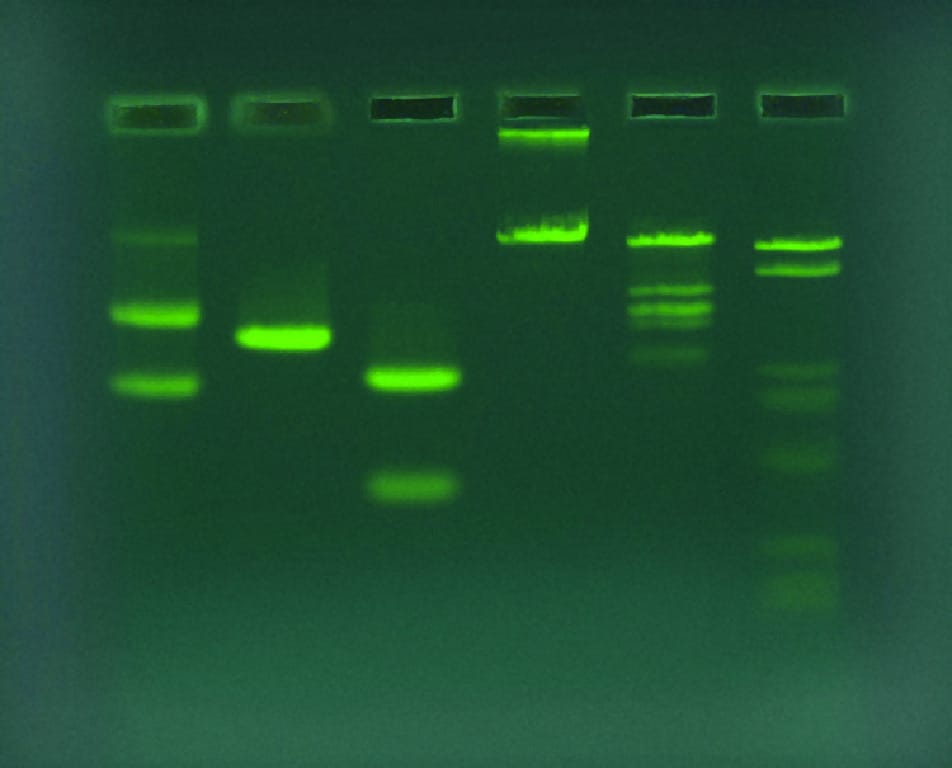 SYBR® Safe DNA Stain, 10,000 X, Edvotek