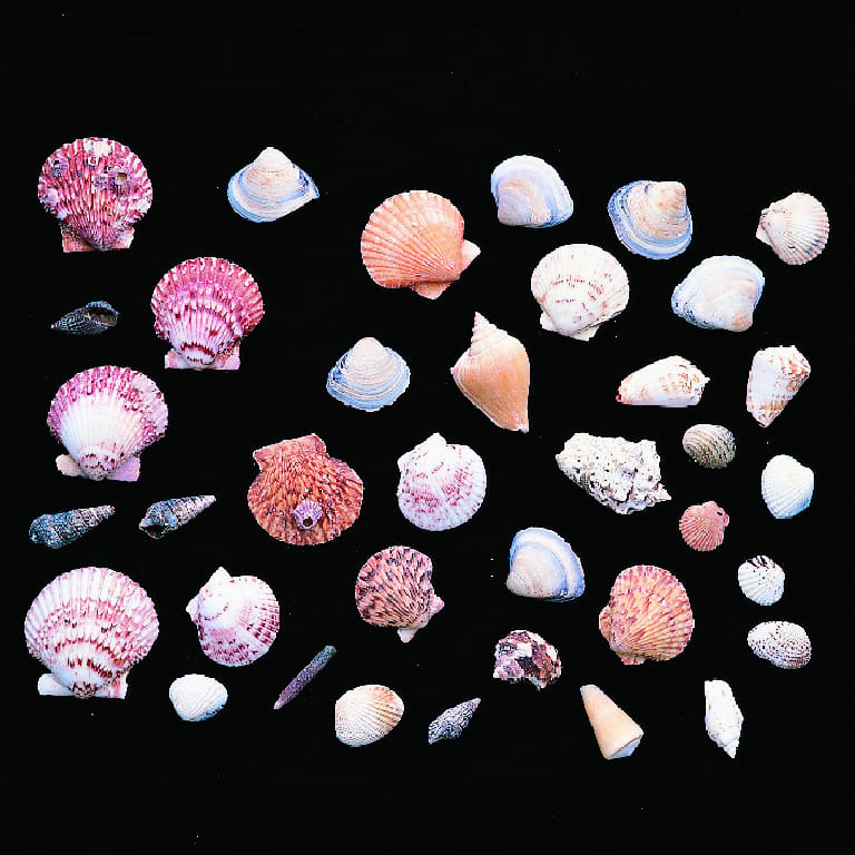 Shell Assortment